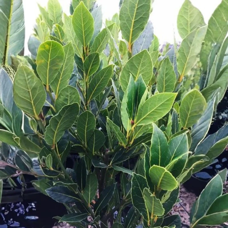 Bay Leaf Tree Live Plant, 4-8 Inches Tall, Laurus Nobilis, Sweet Bay Laurel for Outdoor Garden - Image 4