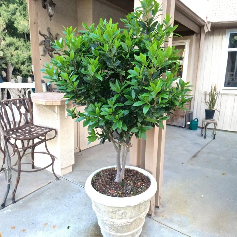 Bay Leaf Tree Live Plant, 4-8 Inches Tall, Laurus Nobilis, Sweet Bay Laurel for Outdoor Garden - Image 5
