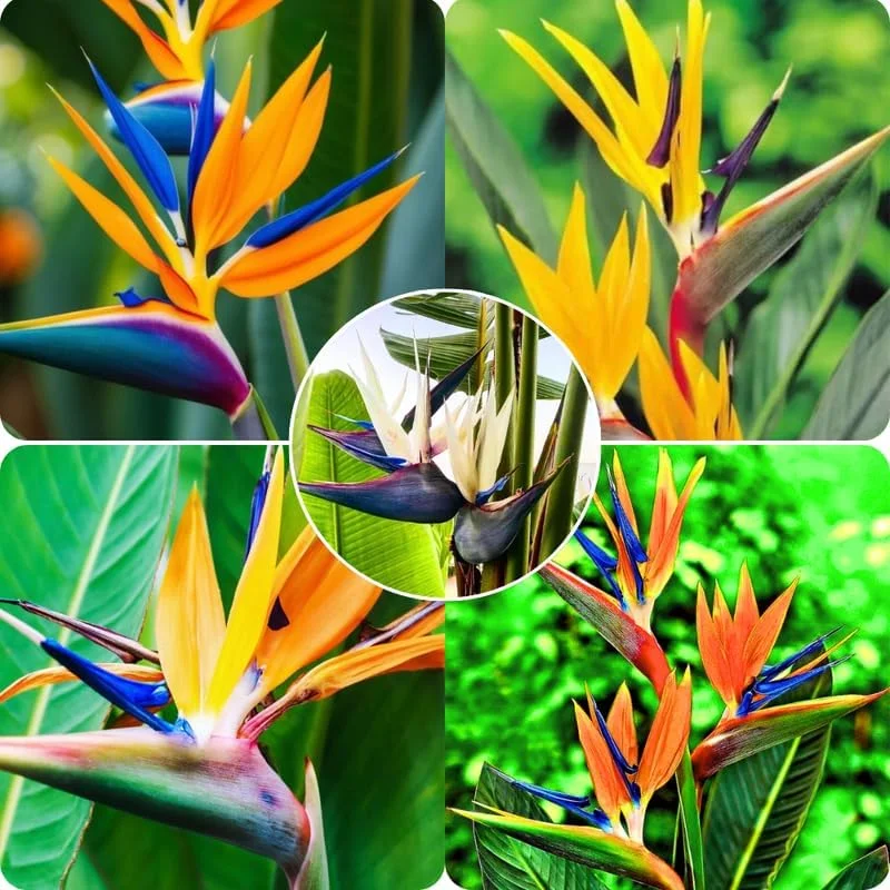Bird of Paradise Live Plants Set, 4 Mixed Tropical Plants, 4-8 Inch Tall - Image 2