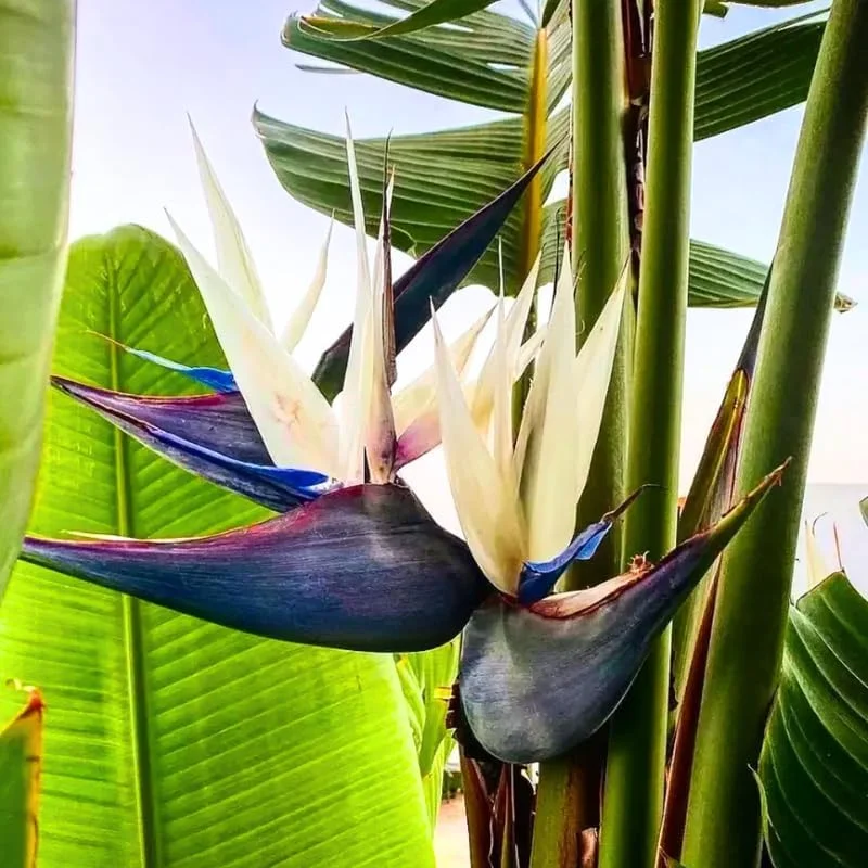 Bird of Paradise Live Plants Set, 4 Mixed Tropical Plants, 4-8 Inch Tall - Image 1