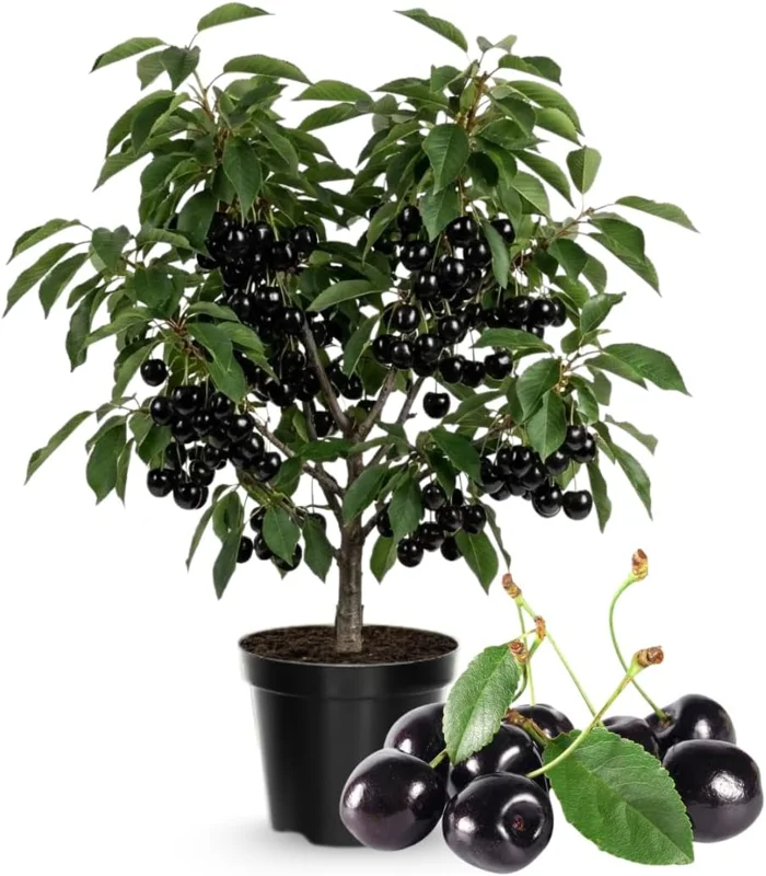 Black Cherry Tree Live Plant – 2 Seedlings 3-4 Ft Tall – Sweet Fruit Trees for Outdoor Planting - Image 2