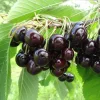 Black Cherry Tree Live Plant – 2 Seedlings 3-4 Ft Tall – Sweet Fruit Trees for Outdoor Planting - Image 1