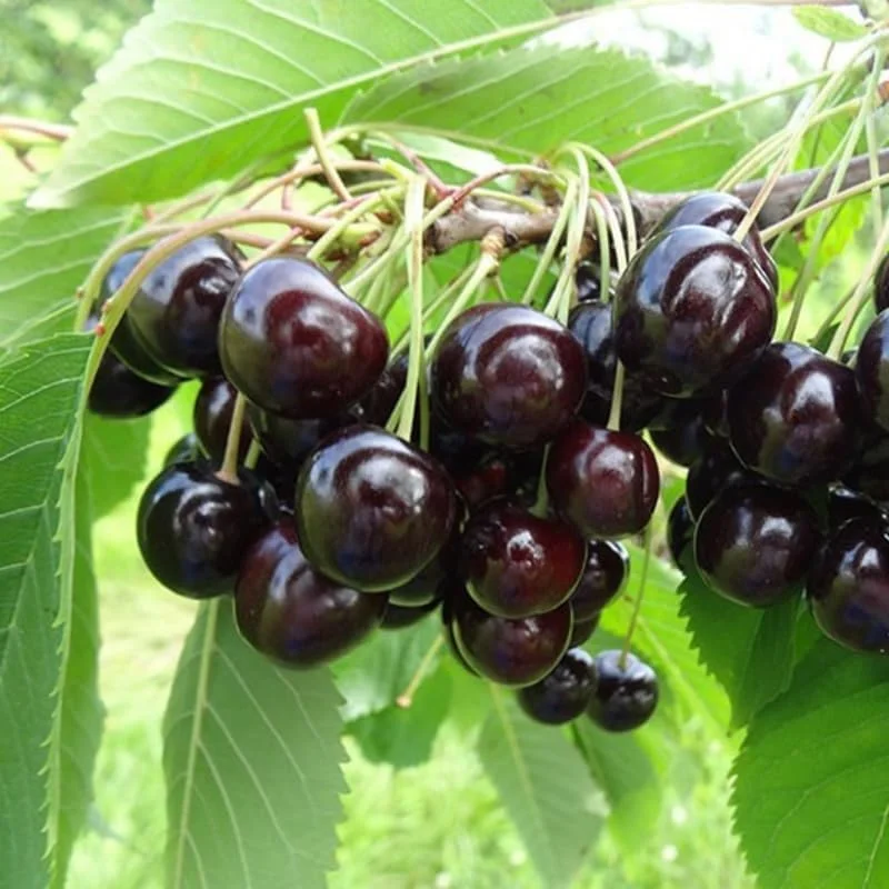 Black Cherry Tree Live Plant – 2 Seedlings 3-4 Ft Tall – Sweet Fruit Trees for Outdoor Planting - Image 1