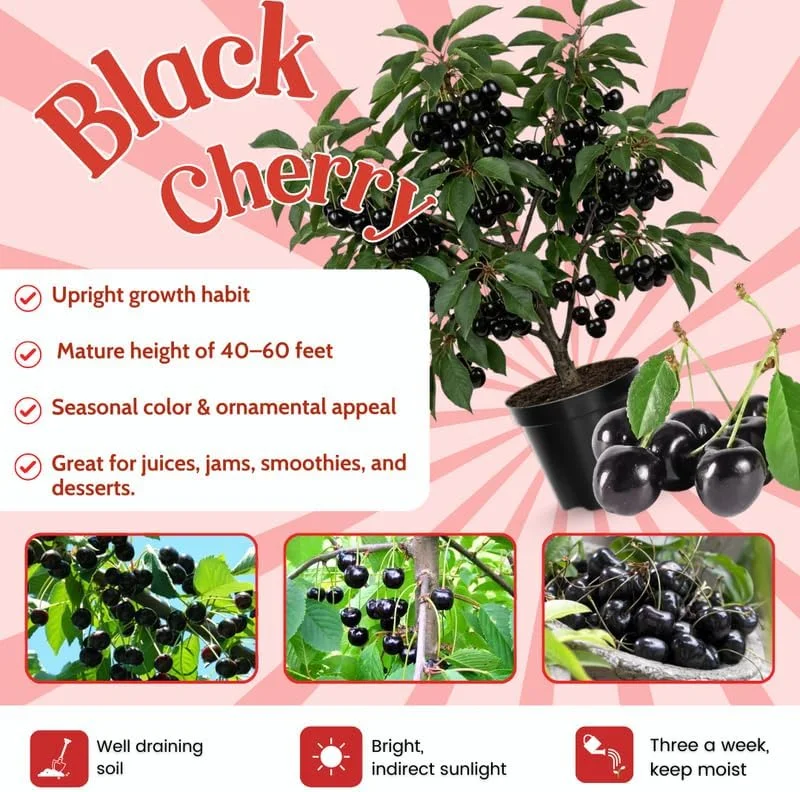 Black Cherry Tree Live Plant – 2 Seedlings 3-4 Ft Tall – Sweet Fruit Trees for Outdoor Planting - Image 4