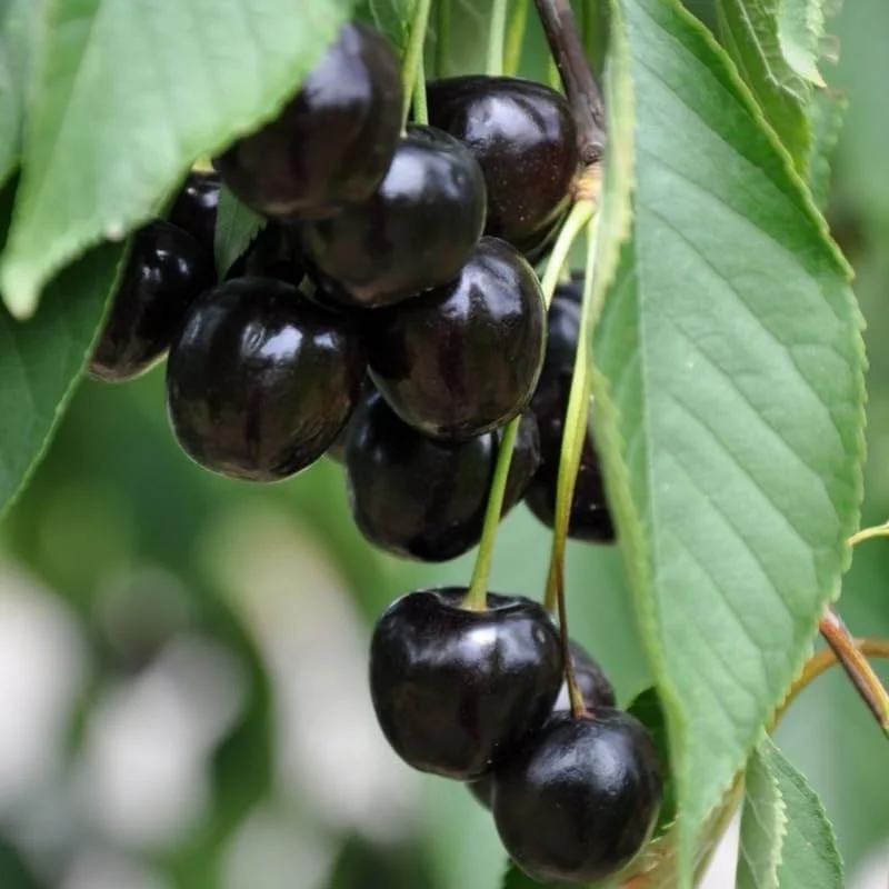 Black Cherry Tree Live Plant – 2 Seedlings 3-4 Ft Tall – Sweet Fruit Trees for Outdoor Planting - Image 5