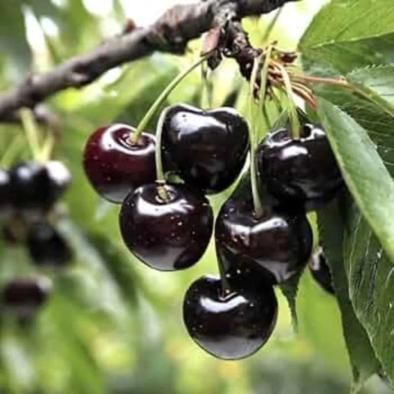 Black Cherry Tree Live Plant - 2 Years Old, 3-4 Ft Tall Bare Root, Outdoor Fruit Tree - Image 2