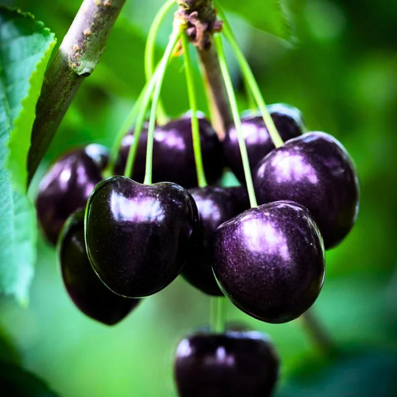 Black Cherry Tree Live Plant - 2 Years Old, 3-4 Ft Tall Bare Root, Outdoor Fruit Tree - Image 3