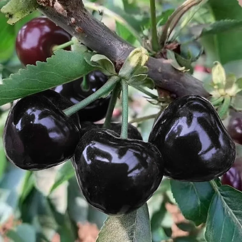 Black Cherry Tree Live Plant - 2 Years Old, 3-4 Ft Tall Bare Root, Outdoor Fruit Tree - Image 5
