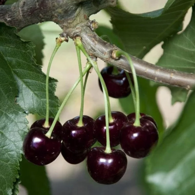Black Cherry Tree Live Plant - 2 Years Old, 3-4 Ft Tall Bare Root, Outdoor Fruit Tree - Image 6