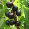 Black Cherry Tree Live Plant - 2 Years Old, 3-4 Ft Tall Bare Root, Outdoor Fruit Tree - Image 1