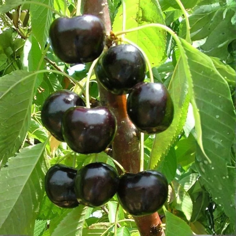 Black Cherry Tree Live Plant - 2 Years Old, 3-4 Ft Tall Bare Root, Outdoor Fruit Tree - Image 1