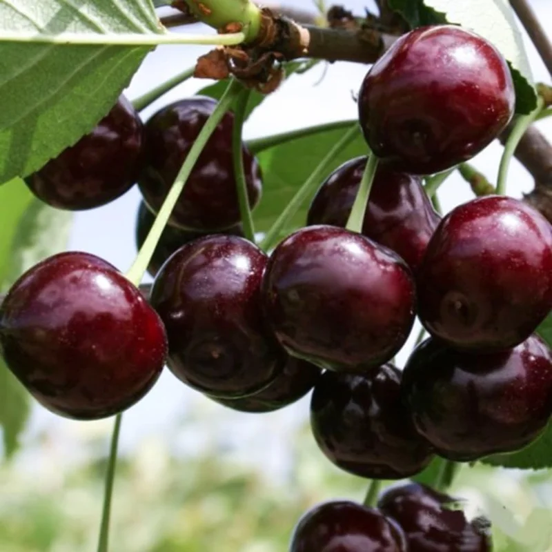 Black Cherry Trees Live Plants - 2 Pack, 1-1.5 Ft Tall, Bare Root, Sweet Fruit, Cold Hardy - Image 3