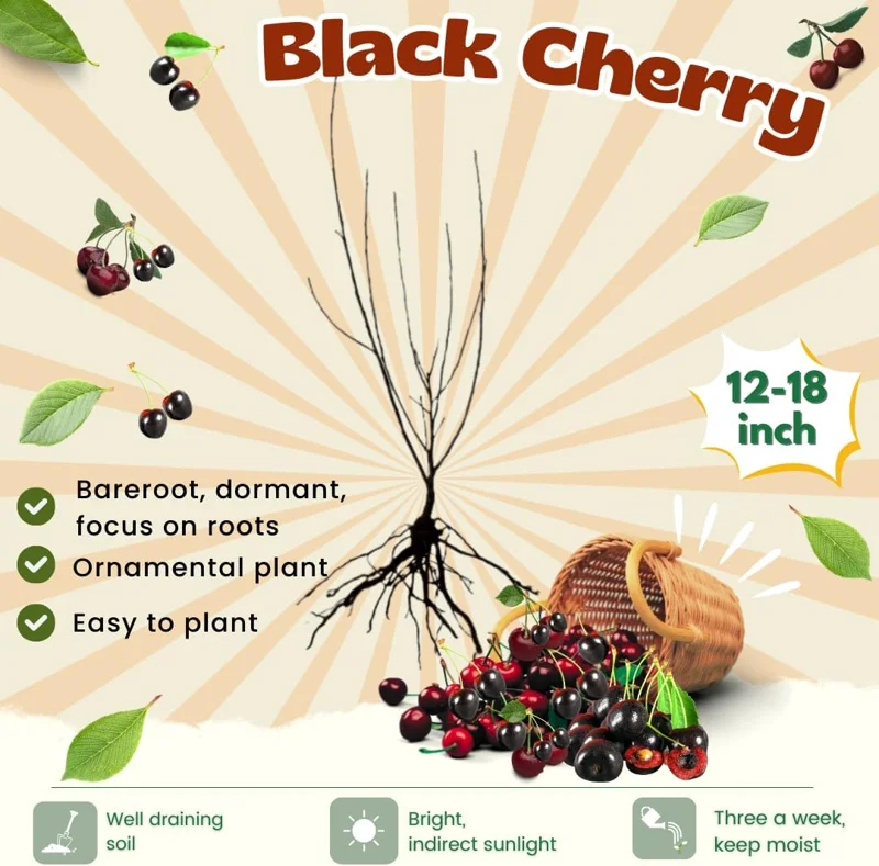 Black Cherry Trees Live Plants - 2 Pack, 1-1.5 ft Tall Bareroot, Hardy Fruit & Shade Tree for Outdoor Planting - Image 4