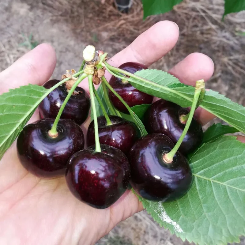 Black Cherry Trees Live Plants - 2 Pack, 1-1.5 Ft Tall, Bare Root, Sweet Fruit, Cold Hardy - Image 4