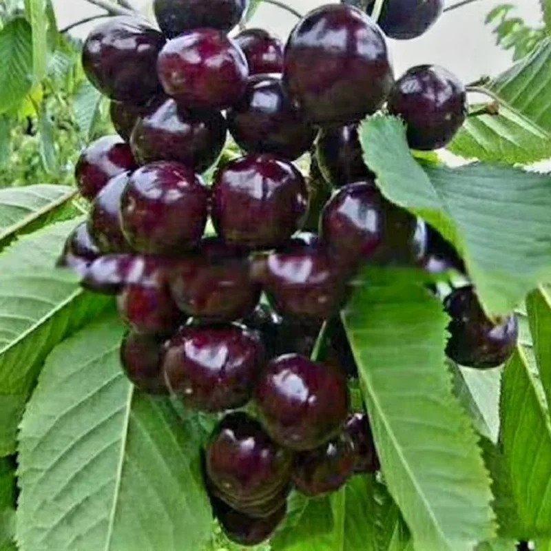 Black Cherry Trees Live Plants - 2 Pack, 1-1.5 Ft Tall, Bare Root, Sweet Fruit, Cold Hardy - Image 8