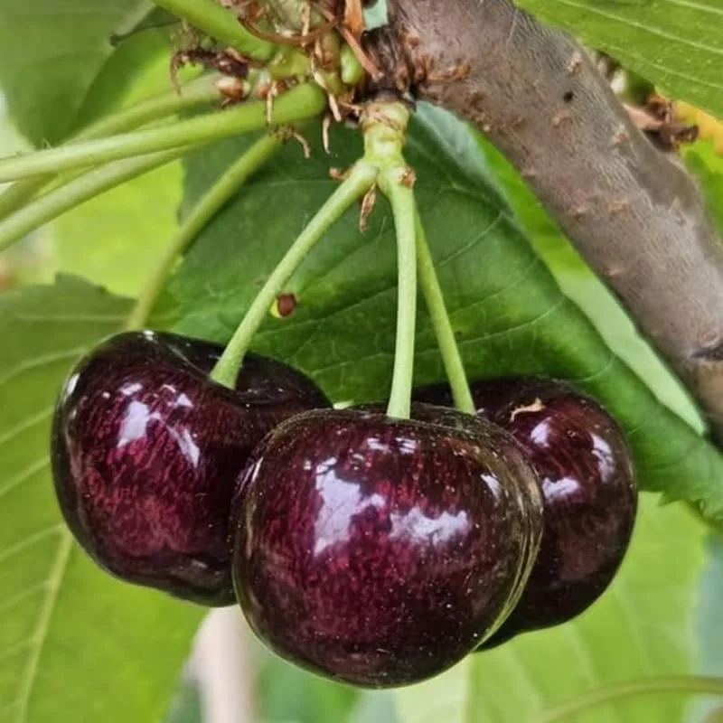 Black Cherry Trees Live Plants - 2 Pack, 1-1.5 ft Tall Bareroot, Hardy Fruit & Shade Tree for Outdoor Planting - Image 8