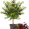 Black Cherry Trees Live Plants - 2 Pack, 1-1.5 ft Tall Bareroot, Hardy Fruit & Shade Tree for Outdoor Planting - Image 1
