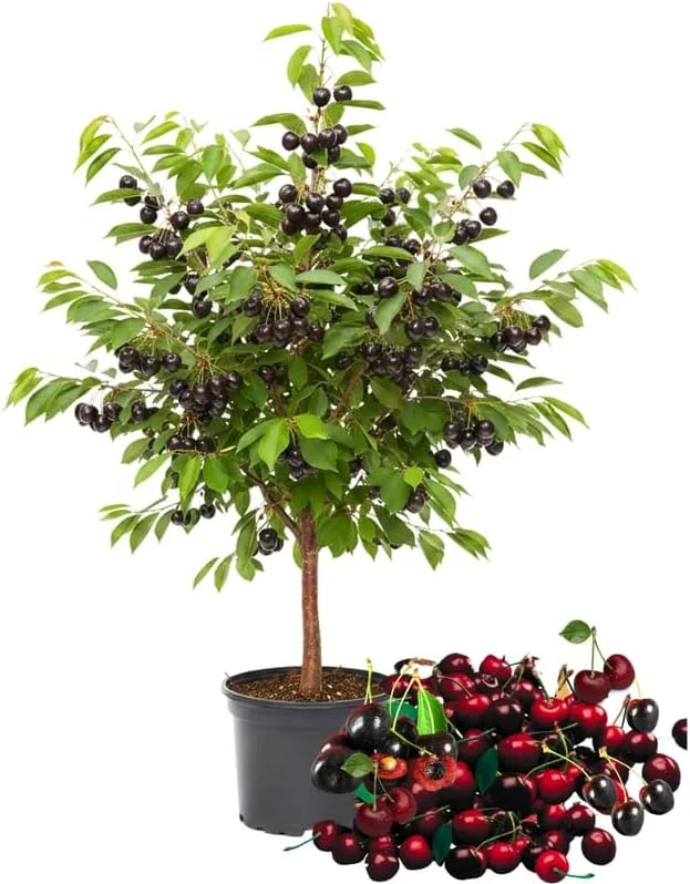Black Cherry Trees Live Plants - 2 Pack, 1-1.5 ft Tall Bareroot, Hardy Fruit & Shade Tree for Outdoor Planting - Image 1