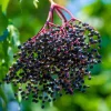 Black Elderberry Live Plant – Hardy Berry Shrub – 2-3 Feet Tall – Outdoor Planting - Image 1