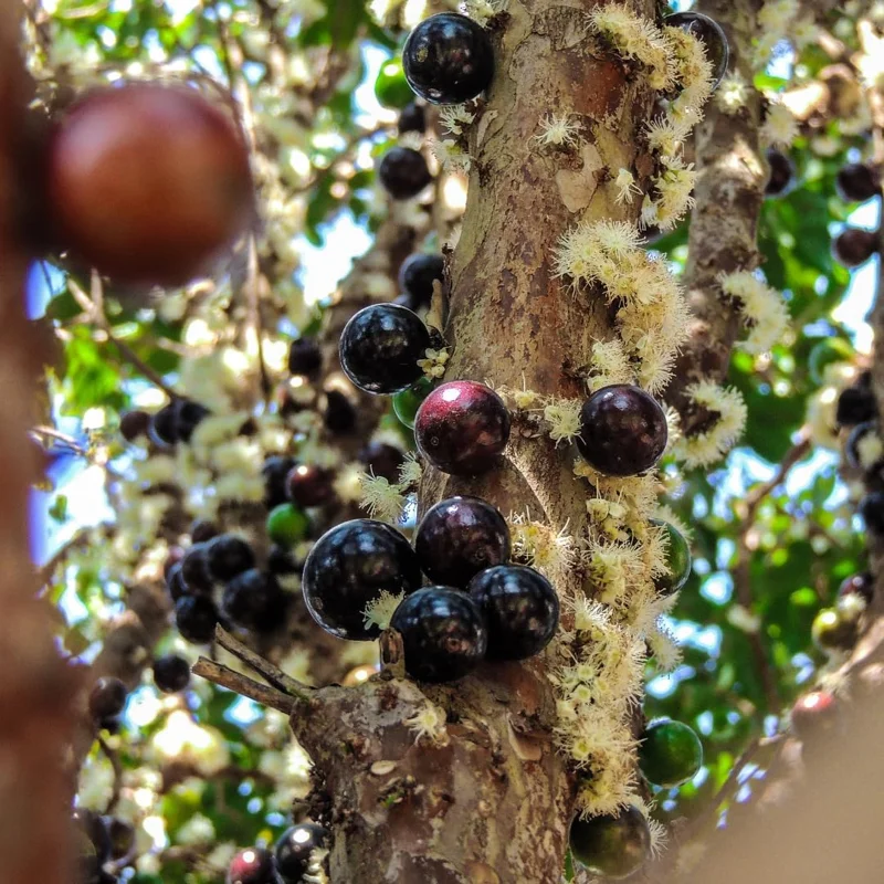 Black Jaboticaba Live Tree Plant - Brazilian Fruit Tree, 1 ft Tall - Image 2
