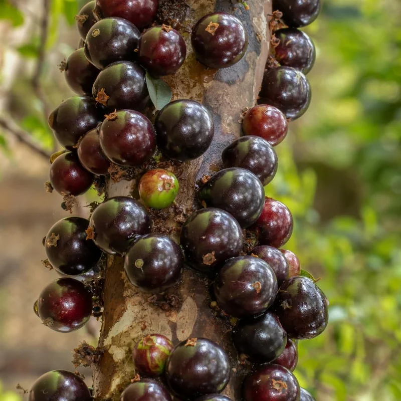 Black Jaboticaba Live Tree Plant - Brazilian Fruit Tree, 1 ft Tall - Image 3