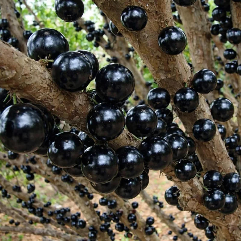 Black Jaboticaba Live Tree Plant - Brazilian Fruit Tree, 1 ft Tall - Image 1