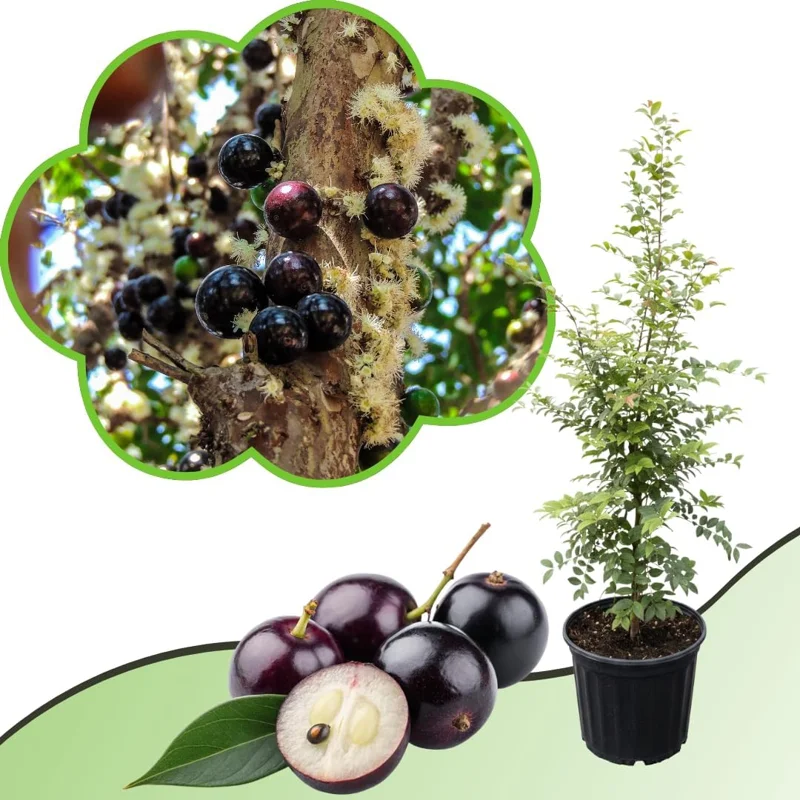 Black Jaboticaba Live Tree Plant - Brazilian Fruit Tree, 1 ft Tall - Image 4