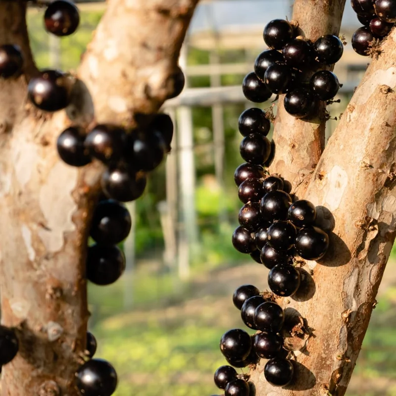 Black Jaboticaba Live Tree Plant - Brazilian Fruit Tree, 1 ft Tall - Image 6