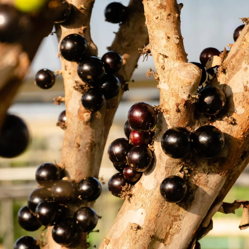 Black Jaboticaba Live Tree Plant - Brazilian Fruit Tree, 1 ft Tall - Image 7