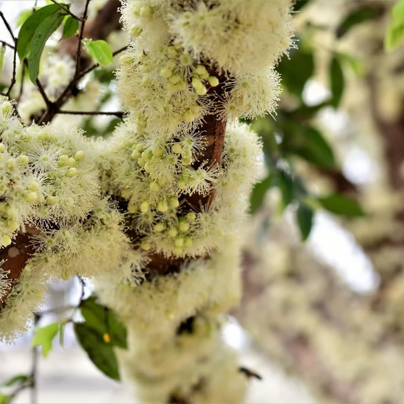 Black Jaboticaba Live Tree Plant - Brazilian Fruit Tree, 1 ft Tall - Image 8