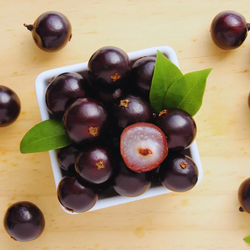 Black Jaboticaba Tree Live Plant - 1 Foot Tall, Brazilian Grapetree - Image 2