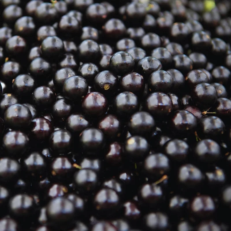 Black Jaboticaba Tree Live Plant - 1 Foot Tall, Brazilian Grapetree - Image 4