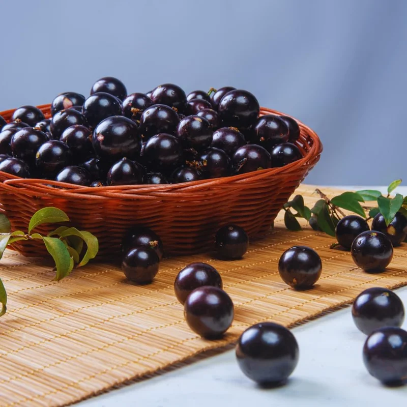 Black Jaboticaba Tree Live Plant - 1 Foot Tall, Brazilian Grapetree - Image 6