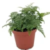 Black Rabbit's Foot Fern Live Plant - Davallia trichomanoides - 3.7" Pot - Image 1