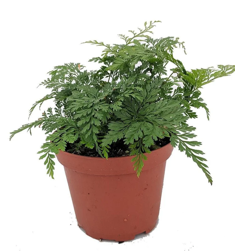 Black Rabbit's Foot Fern Live Plant - Davallia trichomanoides - 3.7" Pot - Image 1