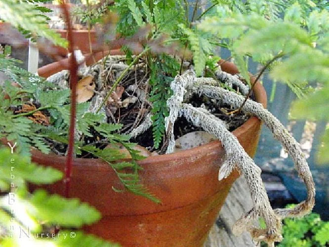Black Rabbit's Foot Fern Live Plant - Davallia trichomanoides - 3.7" Pot - Image 2