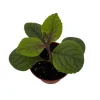 Black Swedish Ivy Live Plant - Plectranthus - 2.5" Pot - Gothic Foliage - Image 1