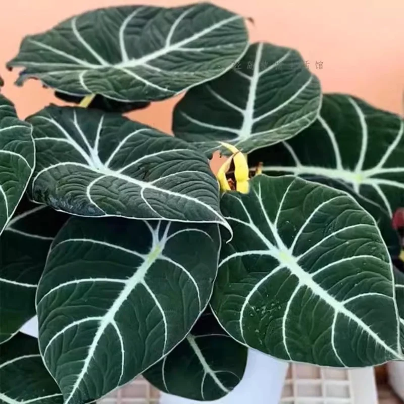 Black Velvet Alocasia Live Plant - 4-7 Inch Tall Indoor House Plant - Image 2