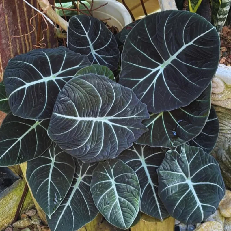 Black Velvet Alocasia Live Plant - 4-7 Inch Tall Indoor House Plant - Image 1