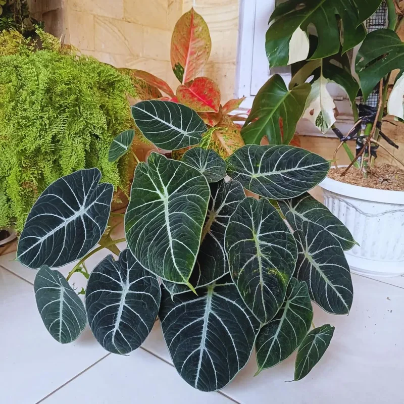 Black Velvet Alocasia Live Plant Houseplant - 4-7 inches Tall - Image 2