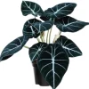 Black Velvet Alocasia Live Plant Houseplant - 4-7 inches Tall - Image 1
