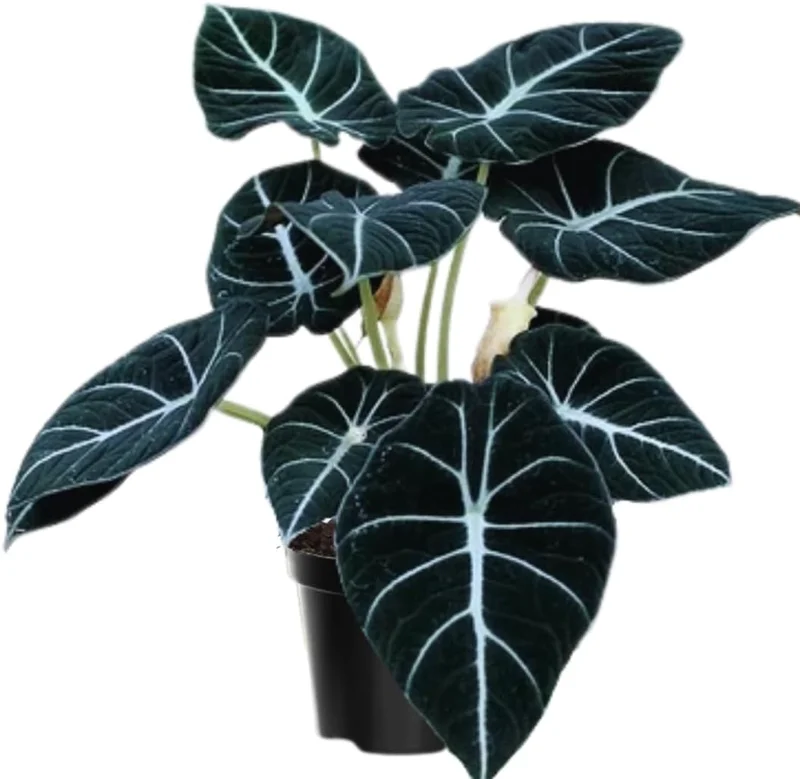 Black Velvet Alocasia Live Plant Houseplant - 4-7 inches Tall - Image 1