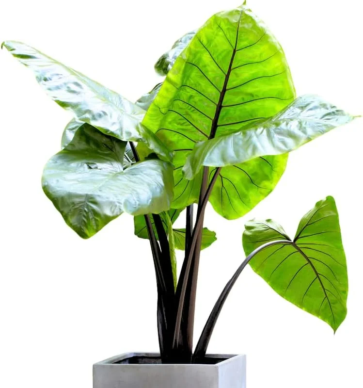 Black Velvet Alocasia Live Plant – Indoor Houseplant – 5-7 Inch Tall Bare Root – Pack of 2 - Image 2