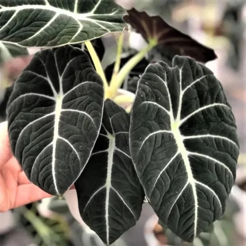 Black Velvet Alocasia Live Plant - Indoor Houseplant, 5-7 Inch Tall, Bare Root - Image 3