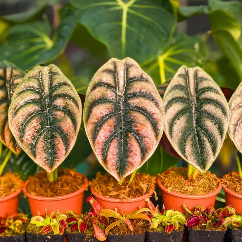 Black Velvet Alocasia Live Plant – Indoor Houseplant – 5-7 Inch Tall Bare Root – Pack of 2 - Image 1