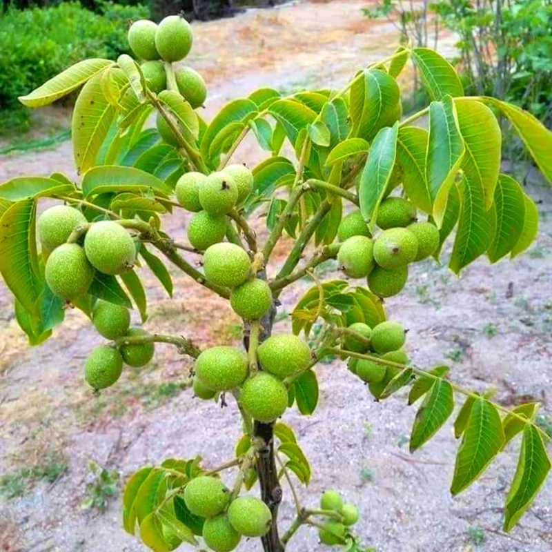 Black Walnut Tree Live Plant 6-12" Tall, Cold Hardy, 4" Pot - Image 4