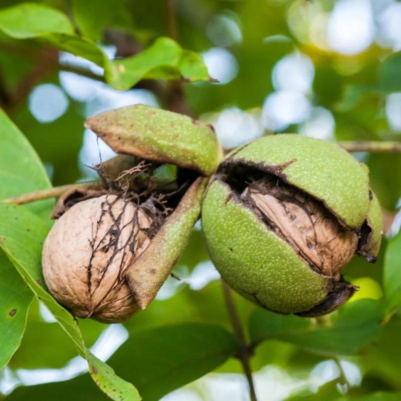 Black Walnut Tree Live Plant 6-12" Tall, Cold Hardy, 4" Pot - Image 6