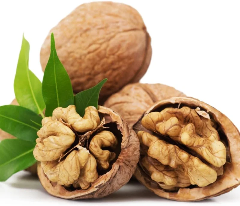 Black Walnut Tree Live Plant in 4 inch Pot - Hardy Outdoor Walnut Plant - Image 2