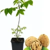 Black Walnut Tree Live Plant in 4 inch Pot - Hardy Outdoor Walnut Plant - Image 1