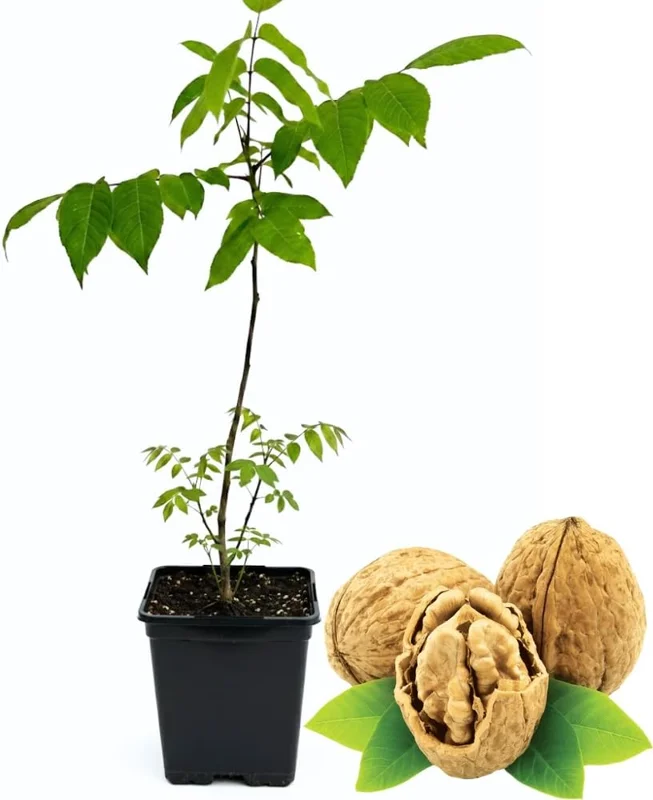 Black Walnut Tree Live Plant in 4" Pot – Hardy 1 Year Old Outdoor Walnut - Image 1